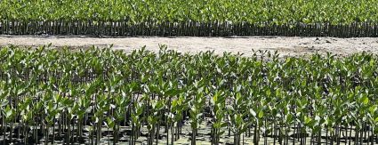 Saneamento como aliado no combate às mudanças climáticas Saneamento como aliado no combate às mudanças climáticas