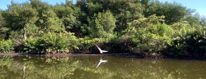 Programa de educação socioambiental também fará parte do escopo de trabalho da concessão Programa de educação socioambiental também fará parte do escopo de trabalho da concessão