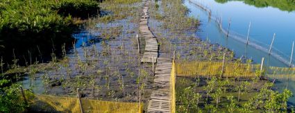 Iguá conclui primeiro hectare de mangue recuperado na Lagoa do Camorim, com presença do biólogo Mario Moscatelli Iguá conclui primeiro hectare de mangue recuperado na Lagoa do Camorim, com presença do biólogo Mario Moscatelli