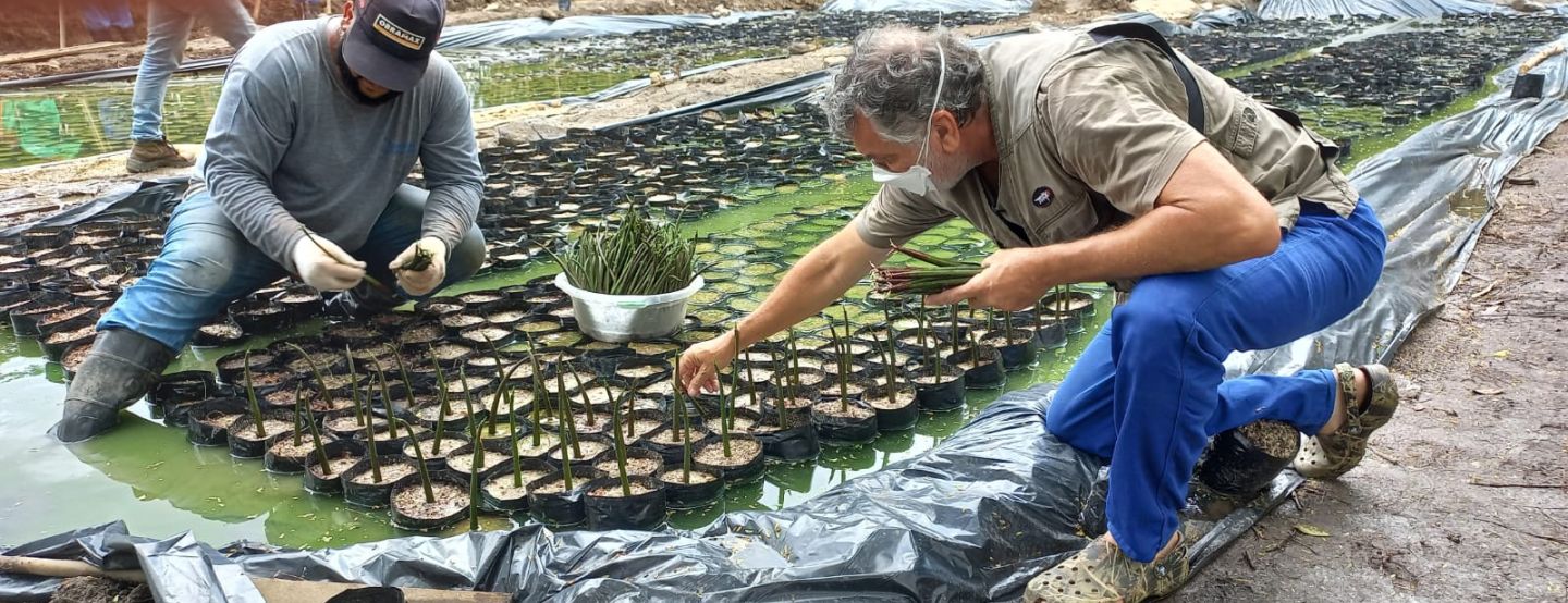 Complexo Lagunar terá viveiro com 50 mil mudas de mangue Complexo Lagunar terá viveiro com 50 mil mudas de mangue
