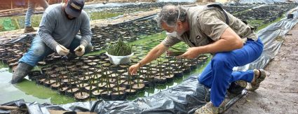 Complexo Lagunar terá viveiro com 50 mil mudas de mangue Complexo Lagunar terá viveiro com 50 mil mudas de mangue