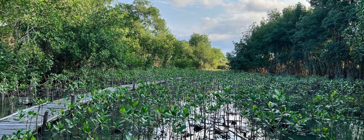 Em três anos, Iguá espera recuperar 7 hectares de mangue no Complexo Lagunar da Barra da Tijuca e Jacarepaguá Em três anos, Iguá espera recuperar 7 hectares de mangue no Complexo Lagunar da Barra da Tijuca e Jacarepaguá
