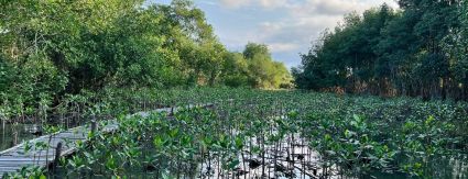 Em três anos, Iguá espera recuperar 7 hectares de mangue no Complexo Lagunar da Barra da Tijuca e Jacarepaguá Em três anos, Iguá espera recuperar 7 hectares de mangue no Complexo Lagunar da Barra da Tijuca e Jacarepaguá